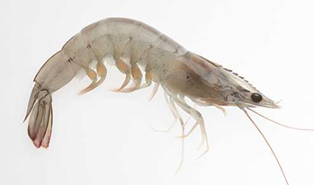 Frozen Vannamei shrimps